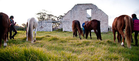 african_horse_company6