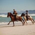 African Horse Company Part 1 African Horse Company Part 1