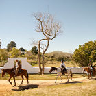 African Horse Company Part 2 African Horse Company Part 2