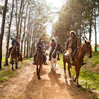 African Horse Company Part 3 African Horse Company Part 3