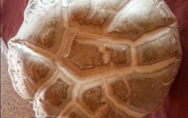 Bennie Walker van De Kelders het hierdie yslike groot sampioen by Die Plaat opgetel.  Dit lyk byna soos ‘n mosbrood. Is daar enige van ons lesers wat dit kan identifiseer?  Ons hoor graag van u – skakel Hardus Botha by 082 786 0494.