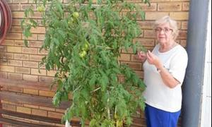 Tannie Pikkie troetel haar tamatieboom