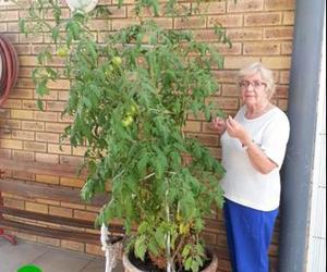 Tannie Pikkie troetel haar tamatieboom