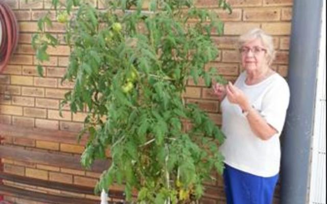 GansbaaiTanniePikkieTroetelHaarTamatieboom_1496391709