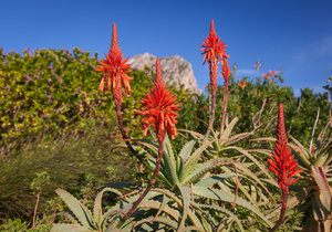 Upcoming Events in Pringle Bay & Rooi Els
