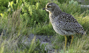 Upcoming Events & Specials in Bredasdorp