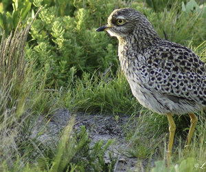 Upcoming Events & Specials in Bredasdorp