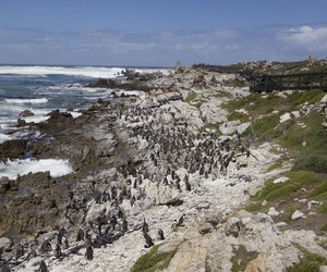 What to Do in Betty’s Bay in Winter