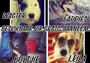 Dogs up for adoption at our Kennels