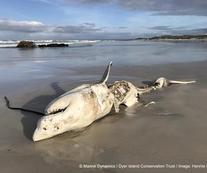 Great White Sharks hunted by Orcas in Gansbaai Continues