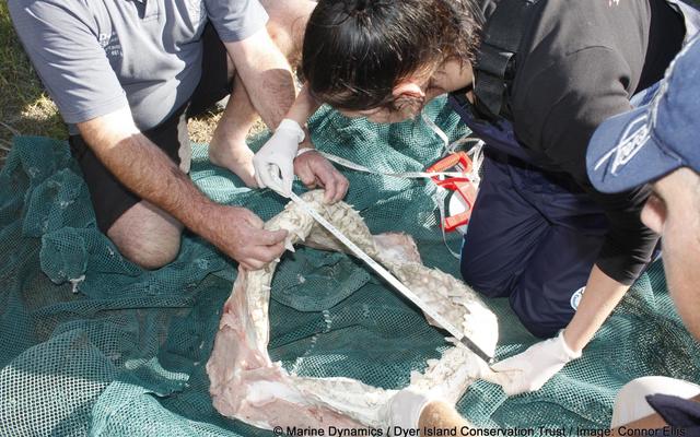 shark_deceased_1498555201