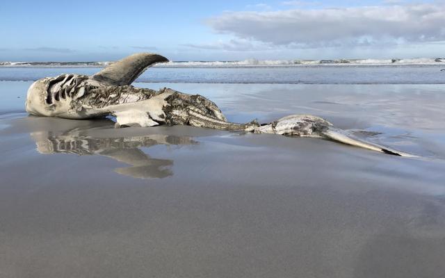 sharks_gansbaai_1498555200