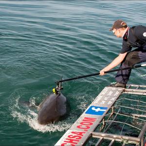 Oliver Jewell, a PhD candidate affiliated with Murdoch University, placing the CATS-cam on a great white shark.