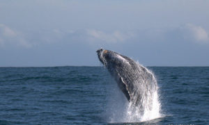 Whale Watching - 29 June Blog Update