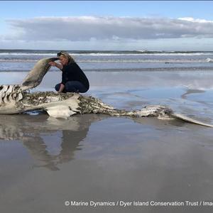 Alison Towner, white shark biologist for Dyer Island Conservation Trust, investigating the 4th white shark washed ashore since May this year. This shark, which was found in Pearly Beach, can also be connected to Orca predation.                                                   