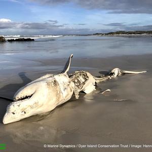 The 4th deceased white shark, washed ashore in Pearly Beach,  with  an  huge open wound where his liver and stomach should be.