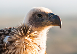 Conservation success story now De Hoop's latest attraction 