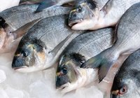 Fresh Fish