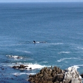 Whale watching at Coffee on the rocks, De Kelders 