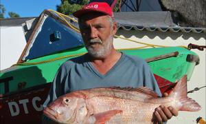Nie aldag se rooi steenbras