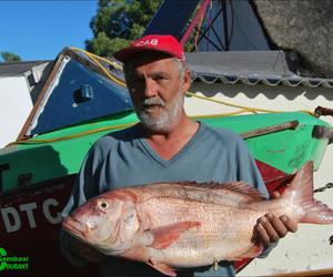 Nie aldag se rooi steenbras