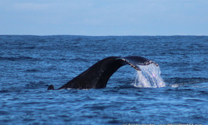 Whale Tales 23 July 2017