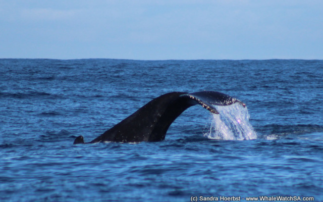 1_20170723_DC_Trip2_SHoerbst_IMG_49_1500899172 1_20170723_DC_Trip2_SHoerbst_IMG_49_1500899172