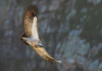 New Bucket List Activity: Cape Vultures at De Hoop