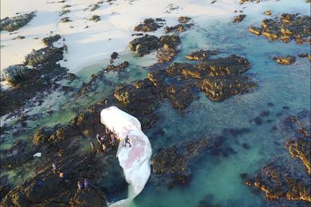 A picture was taken by Hennie Otto (DICT) of a sperm whale (Physeter macrocephalus) recently washed up in the Pearly Beach area of Gansbaai. As a deep water whale, they are not often seen close to shore. (Picture: Hennie Otto, Dyer Island Conservation Trust).