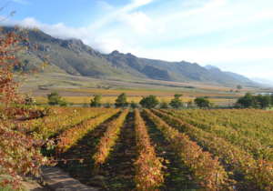 5 Spots to Visit when in Villiersdorp