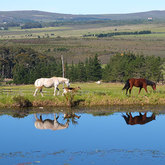 Stanford Hills Estate