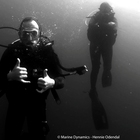 Marine Dynamics Pelagic Shark Encounters in Gansbaai, South Africa Marine Dynamics Pelagic Shark Encounters in Gansbaai, South Africa