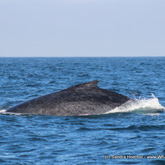 Humpback Whales in Gansbaai