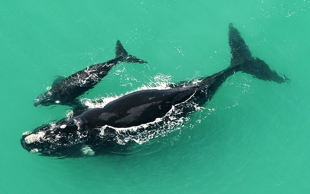 Southern Right Whales