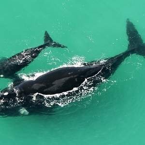 Southern Right Whales