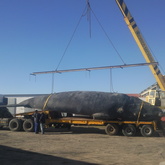 Transporting a whale