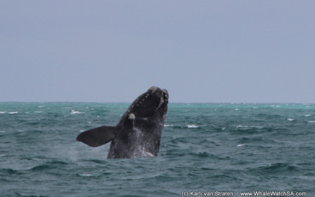 1_20170829_DC_Trip1_KvanStraten_IMG_062_1504083380