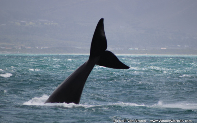 1_20170829_DC_Trip1_KvanStraten_IMG_128_1504083379