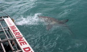 Shark Cage Diving 29 August 2017