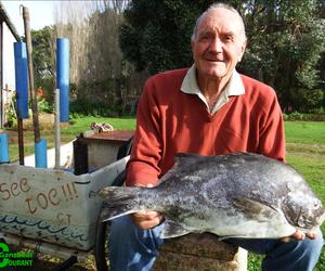 Probeer só vir 'n galjoen