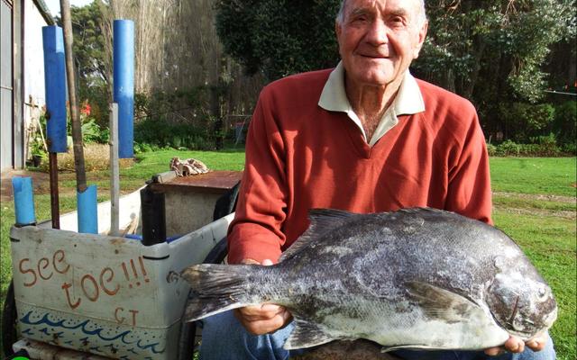 Die koning van braaivisse is sonder twyfel ‘n galjoen. Stompie Heins van Wolvengat, ook ‘n bo-baas banjo- en konsertinaspeler, se allemintige galjoenfoto (7.1kg), is in Gansbaai Courant se argiewe opgedelf as ‘n voorbeeld van ‘n behoorlike galjoen en, saam met Stompie se konsertina by die galjoenbraai, kan sake net gesellig verloop.  