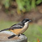 Southern Boubou Southern Boubou