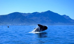 The Southern Right Whale’s journey to Walker Bay