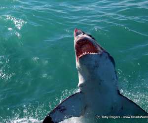 Shark Update 06 September 2017