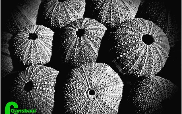 Annetjie Visagie se swart en wit foto “Pampoentjies” het aan haar ‘n welverdiende goue toekenning besorg.  