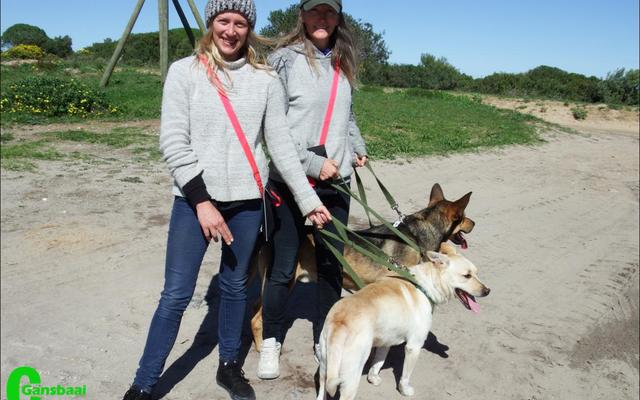 Twee groeplede van Animals@Peace, Sanchia Chivell (links) en Sammy Thompson in aksie tydens hulle staptog met twee van BARC se honde.  