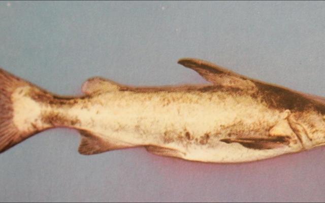 Die baber, ook bekend as kortbroek hier by ons, is nie een van die populêrste visse nie, maar maak hom gerus gaar, dan gesels ons weer.