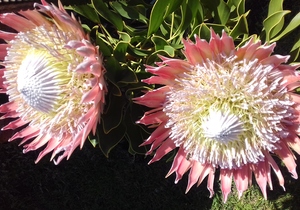 Seemeeu 3/2017: Gebed