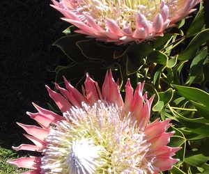 Seemeeu 3/2017: Badisa