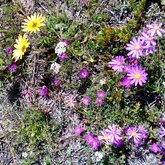 Flowers on the 7th fairway Gansbaai Golf Club 